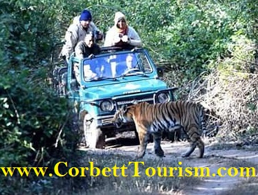 Welcome to Online Gypsy Safari Booking to Jim Corbett National Park